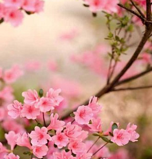 Фотообои В1-086 Весенняя азалия 200*270