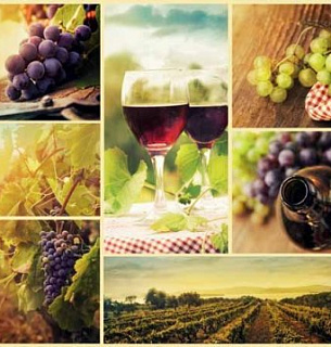 Фотообои В1-033 Виноградники  микс 300*270